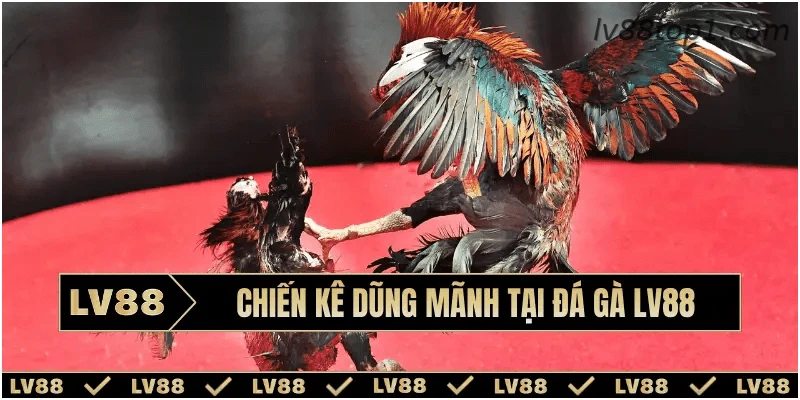 Chiến kê dũng mãnh tại đá gà LV88