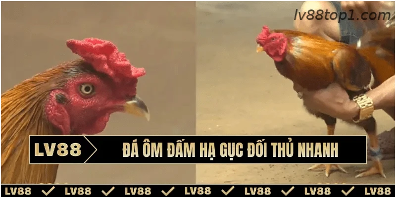 Phân tích phong cách thi đấu của chiến kê