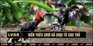 kien-thuc-choi-ga-choi-bia