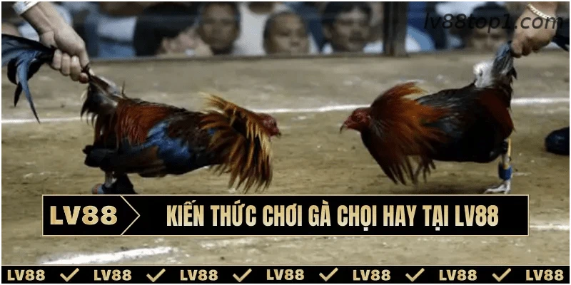 Mẹo quan sát ngoại hình gà chọi trước trận đấu
