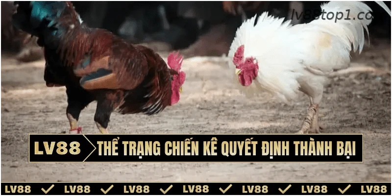 Các tiêu chí đánh giá thể trạng chiến kê